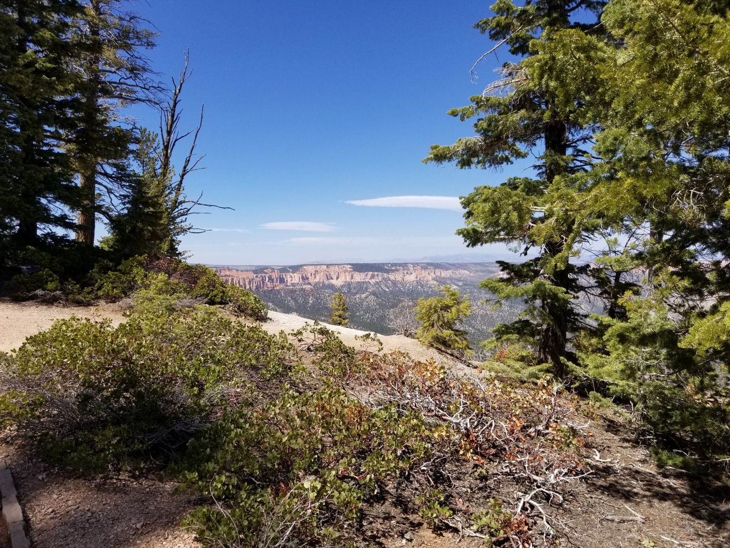 BristleCone Trail 